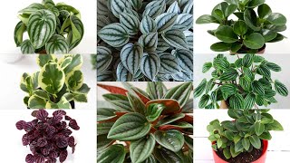 peperomia varieties  watermelon peperomia  meadows garden  online plantsmalayalam [upl. by Eeb]