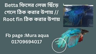 Betta ফিসের লেজ ছিঁড়ে গেলে ঠিক করার উপায়  Root fin ঠিক করার উপায়  bettafish finroot bangla [upl. by Nnauol928]