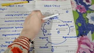 Urea cycle summary notes [upl. by Yrod]