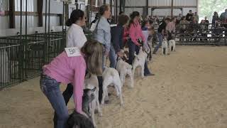 2024 Paulding County Fair 4H Goat Show [upl. by Siriso]