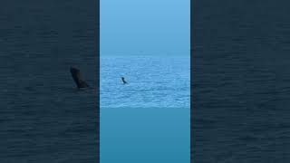 Ballenas en Necochea [upl. by Eimmot785]