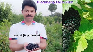 Blackberry Farm Visit I بلیک بیری کے باغ کی سیر [upl. by Sonja]