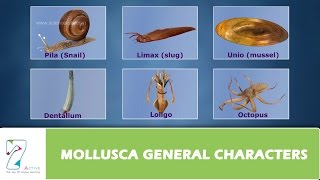 MOLLUSCA GENERAL CHARACTERS [upl. by Hernando]