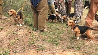 AKC SPO Field Trial 13quot Females  Bensons Kennel [upl. by Ardnasella]