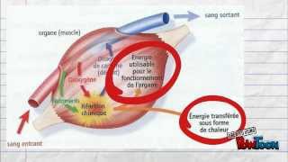 5e Pour réviser Le fonctionnement de lorganisme en activité [upl. by Saidnac212]