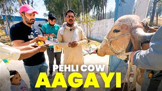 Pehli Cow Ne aaate hi Baby De Diya [upl. by Annahoj]