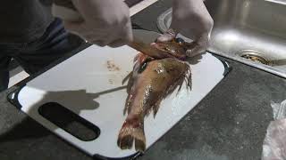 how to clean gurnard [upl. by Adiraf887]