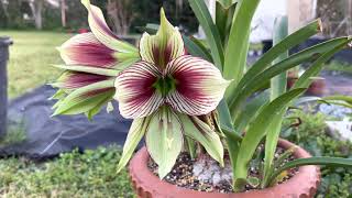 Hippeastrum Papilio Amaryllis [upl. by Varick]