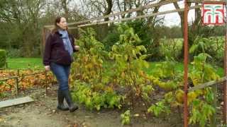 How to grow raspberries with Thompson and Morgan Part 2 Pruning raspberry canes [upl. by Nomaid]