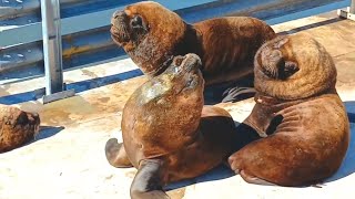 Mar del Plata Port Part 2 of 4 South American sea lions  Lobos marinos April 7th 2024 [upl. by Belamy337]