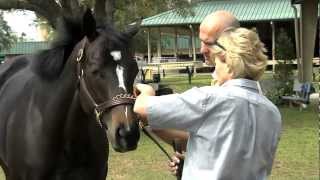 How We Buy a Racehorse for West Point Thoroughbreds Partnerships [upl. by Hapte571]