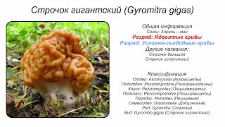 Строчок гигантский Gyromitra gigas [upl. by Rambert]