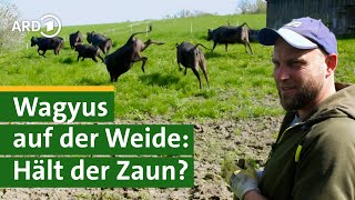 Zaun bauen für WagyuRinder Bauer Georg packt an Hofgeschichten 3  Sommer  Unser Land  BR [upl. by Tabatha]