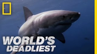 Great White Shark vs Seal  Worlds Deadliest [upl. by Atazroglam]