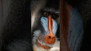 Why Mandrills Arent What You Think monkey mandrill myth [upl. by Wivestad951]