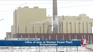 Wisconsin Public Service helping to relocate deer grazing for food inside Weston Power Plant [upl. by Redman]