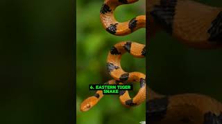 Top 10 Most Deadliest Snakes In The World  Snake  Shorts  Top ten  TOP TEN PLANET [upl. by Oloap]