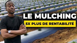 Le mulching Une solution efficace à la production [upl. by Ad]