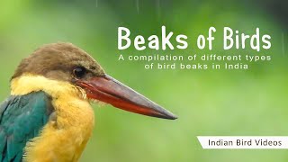 Beaks of Birds  learning about beak adaptations of Indian birds birdbeaksadaptations [upl. by Assilem]