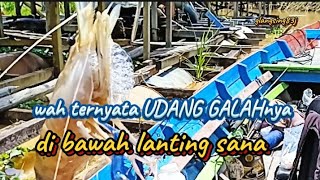 ternyata udang galah di bawah lantingfishing mancing udanggalahfypjangkauanluas [upl. by Seigel]