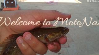 Baby Snakehead Fish  How to feed Them [upl. by Hsiwhem]