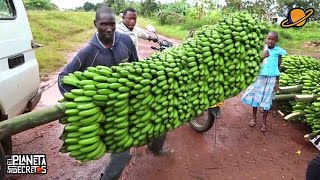 Las 7 maravillas del cultivo de plátano tecnificado  TvAgro por Juan Gonzalo Angel Restrepo [upl. by Arekat]