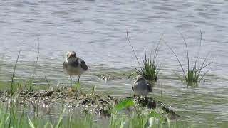 Temmincks Stint Little Ringed Plover Iwahig Philippines 2016 [upl. by Silvestro]