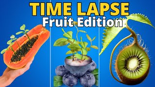 1383 Days of Growing Fruit Plants from SEED in Timelapse [upl. by Fonzie]