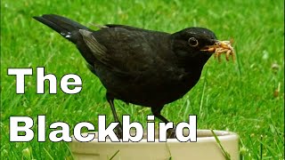 The Common Blackbird Turdus merula [upl. by Yllop]