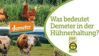 DemeterHühnerhaltung richtig Bio und mit viel Engagement fürs Tierwohl [upl. by Eimam946]