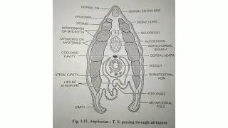 Amphioxus  T S passing through Atriopore [upl. by Nelleus]