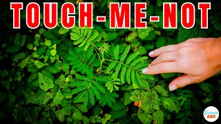 Why Do TouchMeNot Mimosa Pudica Leaves Close When Touched [upl. by Ztnahc214]