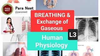 Breathing exchange of Gases mcq Lecture 3 [upl. by Orrocos]