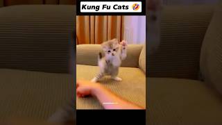 Kung Fu cats 🤣 [upl. by Sug]