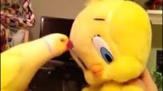 Bowie Talks to Tweety [upl. by Nollie574]