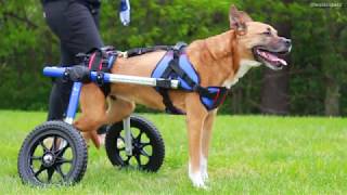 Marleys First Steps in Donated Walkin Wheels Dog Wheelchair from Joeys Paw [upl. by Ajin]