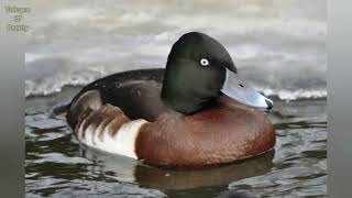 Baers Pochard duck sound and call scientific name Aythya baeri beautiful Bird volcanoofbeauty5481 [upl. by Annailuj511]