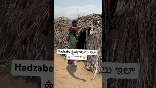 hadzabe ట్రైబ్స్ ఇళ్లులు ఇలా ఉంటాయ  Hadzabe Tribe Houses 🏠 Africa Tanzania 🇹🇿Ram The Traveller [upl. by Mittel586]