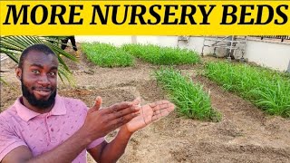 How To Nurse Brachiaria Grass  Mulato Grass For Livestock Creating More Seedbeds  Nursery Beds [upl. by Edelstein]