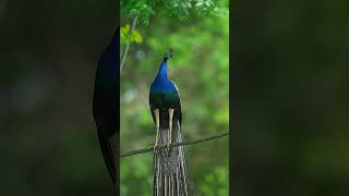 Best peacock 🦚 moving slowly video photography animals shortvideo viralvideo shortsviral [upl. by Attenehs]