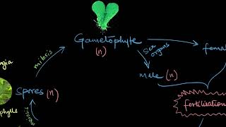 Pteridophytes  Plant Kingdom  Biology  Khan Academy [upl. by Tsirhc]