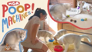 A DAY IN A LIFE OF 3 HUSKY PUPPIES SA LOOB NG KWARTO DAILY ROUTINE [upl. by Wyon]