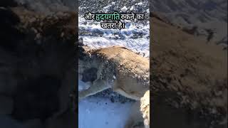 जमे हुए रो हिरण को बर्फ से ढके थूथन से बचाया गया 🦌👏 Frozen deer rescued from icecovered shorts [upl. by Melba]