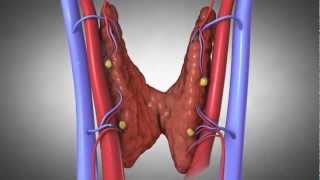 Parathyroid Glands and Hyperparathyroidism Amazing Animation [upl. by Cedar]