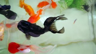 Goldfish Fengshui Aquarium Tips [upl. by O'Donovan]