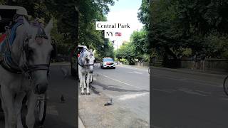 NYPD Cruiser at Central Park NYC 🇺🇸 youtubeshorts newyork travel [upl. by Annoirb]