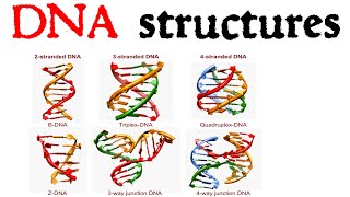 DNA structure  cruciform DNA quadruplex DNA triple stranded DNA [upl. by Yedorb184]