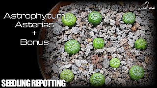 Astrophytum Asterias Seedling Repotting  Bonus [upl. by Notyrb943]