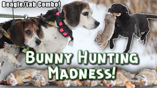 Beagles Run Labs Retrieve Crazy Day Bunny Hunting with Dogs [upl. by Yrome]