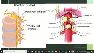 Difference between ganglion and nucleus of nervous system [upl. by Reyaht609]